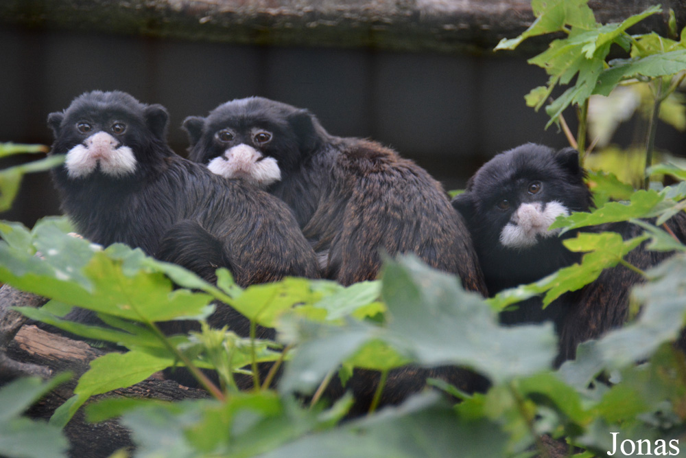 Saguinus mystax
