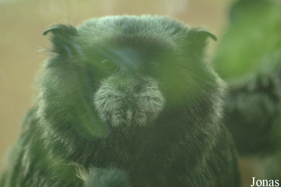 Saguinus nigricollis
