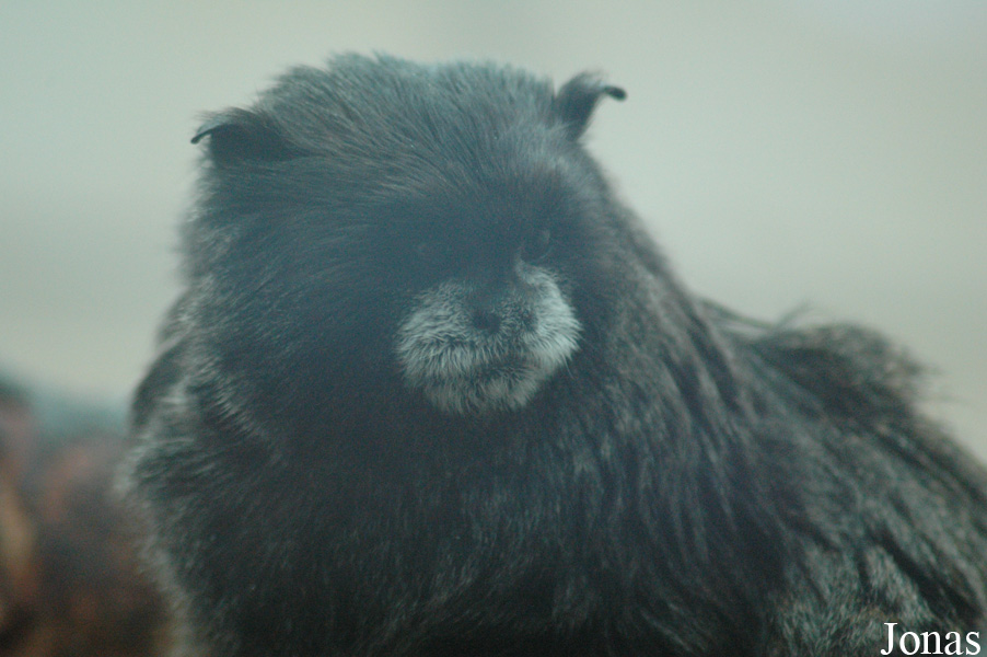 Saguinus nigricollis