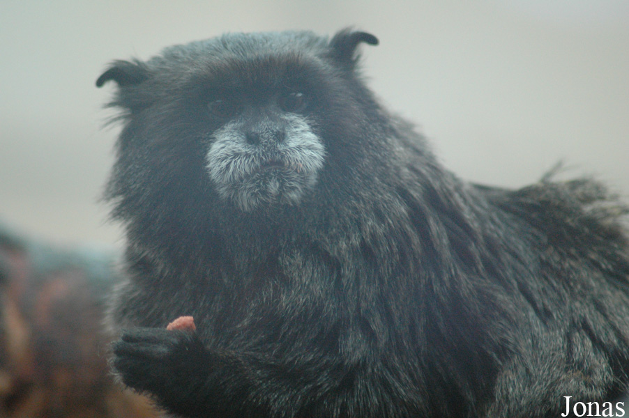 Saguinus nigricollis