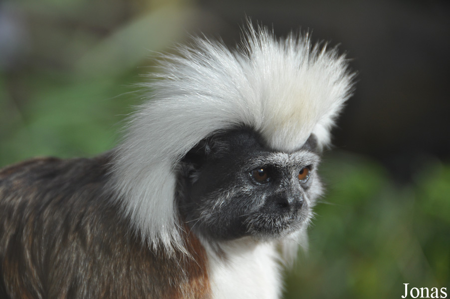 Saguinus oedipus