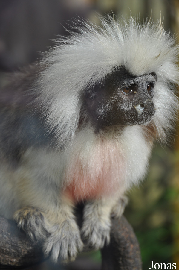Saguinus oedipus
