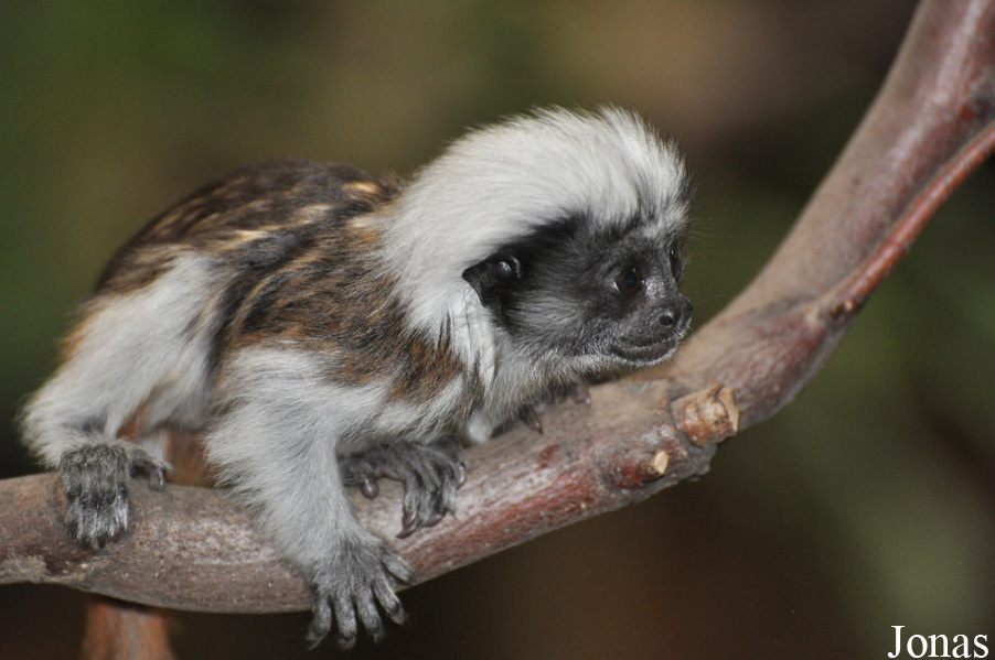 Saguinus oedipus