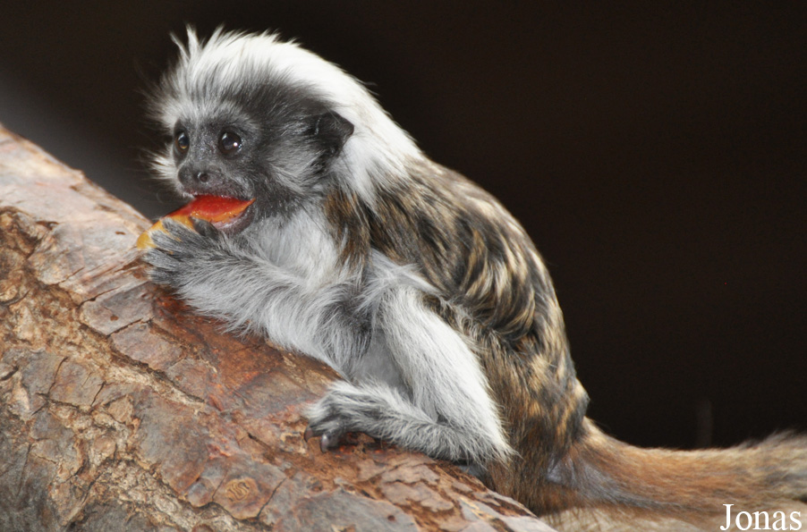 Saguinus oedipus