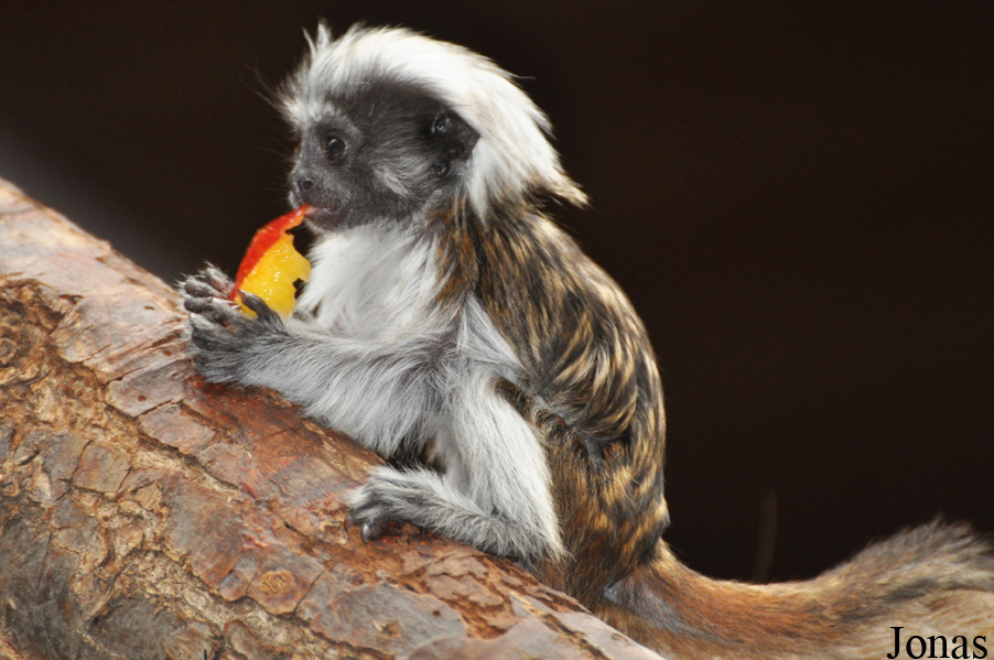 Saguinus oedipus