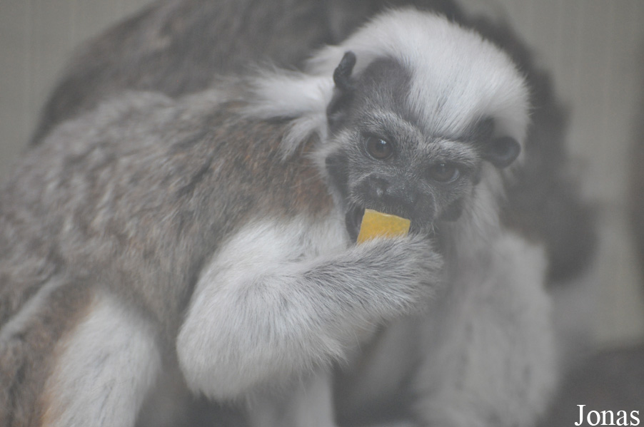 Saguinus oedipus