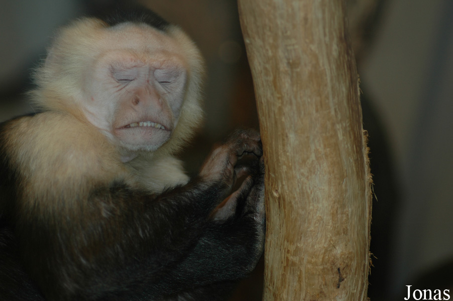 Cebus capucinus
