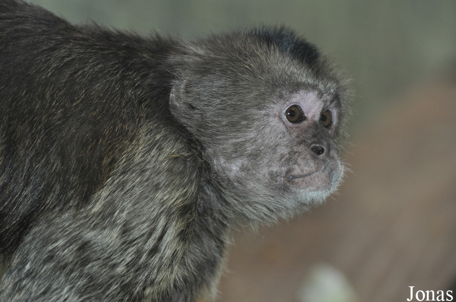 Cebus olivaceus