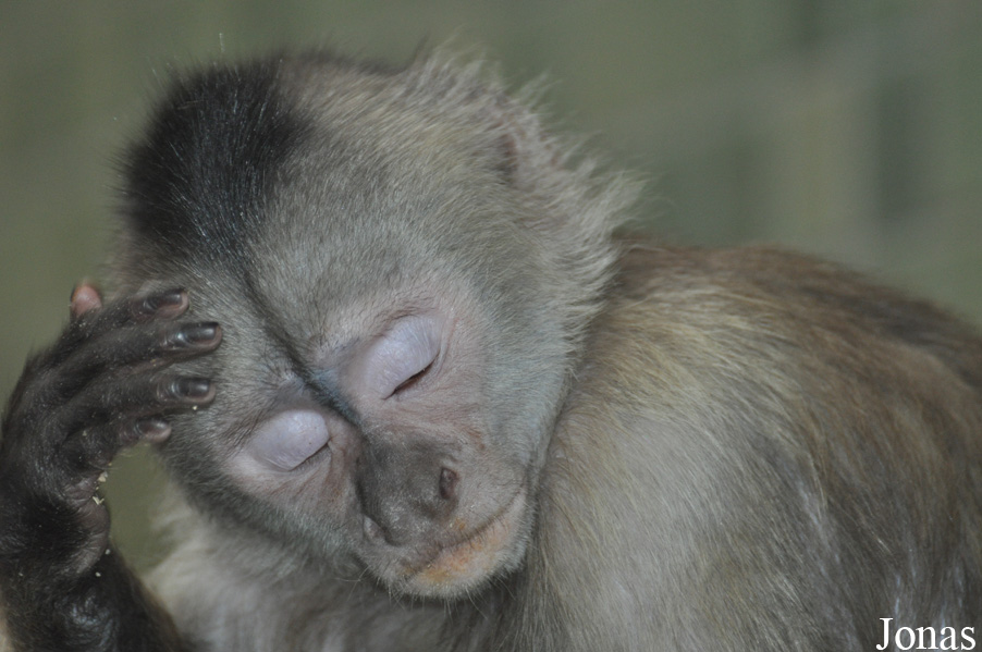 Cebus olivaceus
