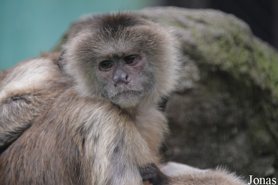 Cebus olivaceus