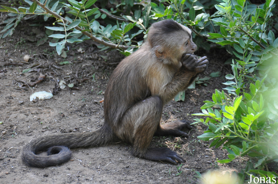 Cebus olivaceus