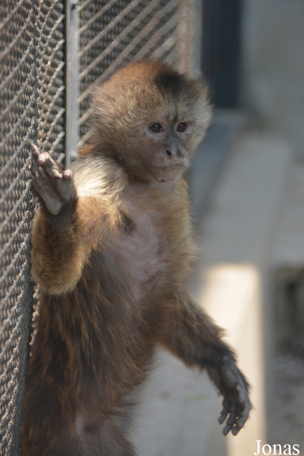 Cebus olivaceus