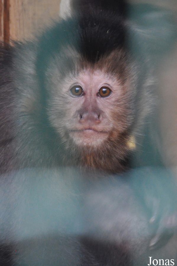 Sapajus nigritus