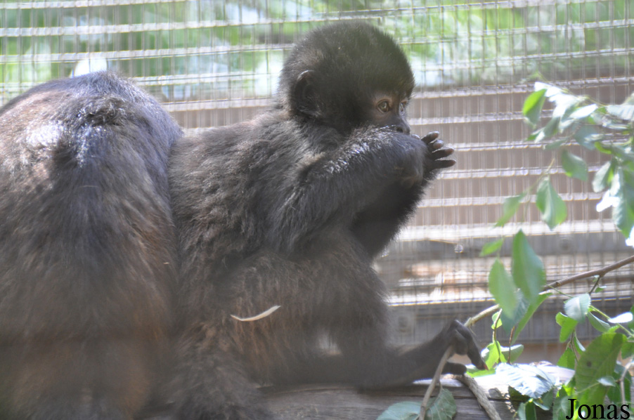 Sapajus robustus