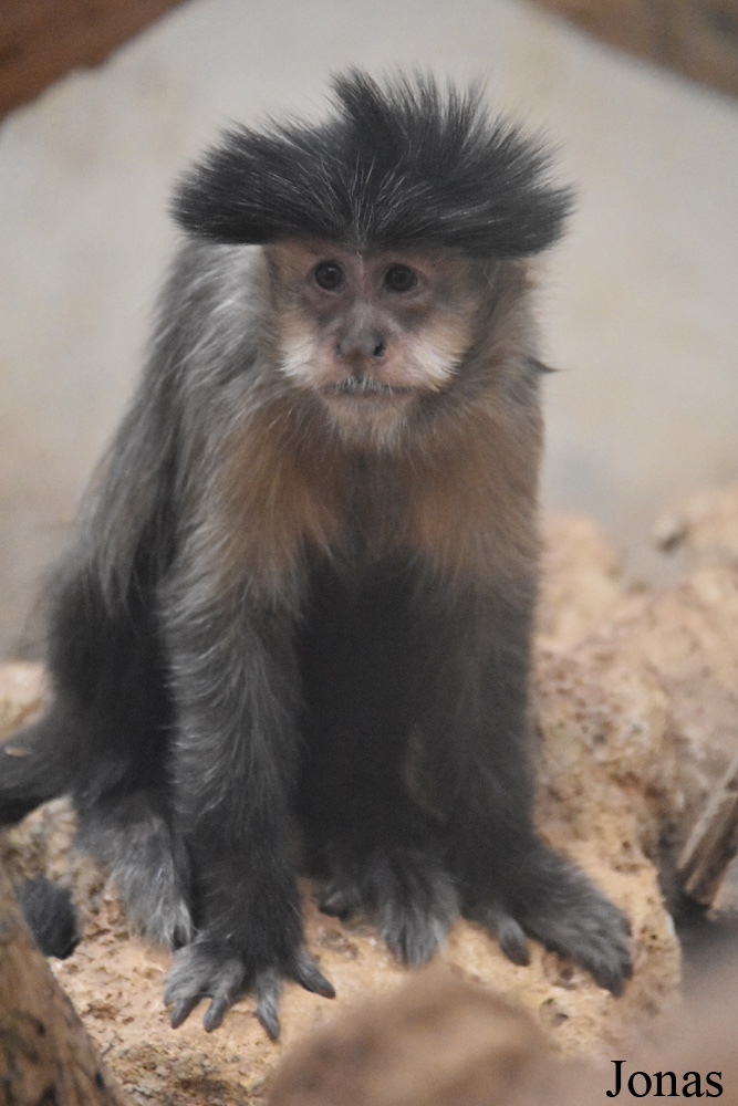 Sapajus sp.