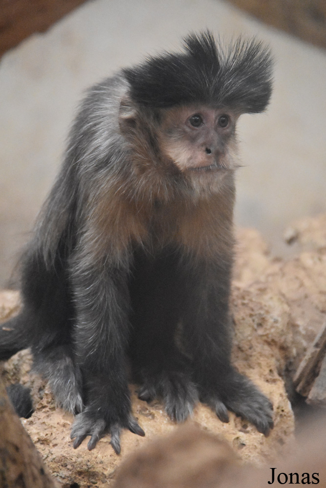 Sapajus sp.
