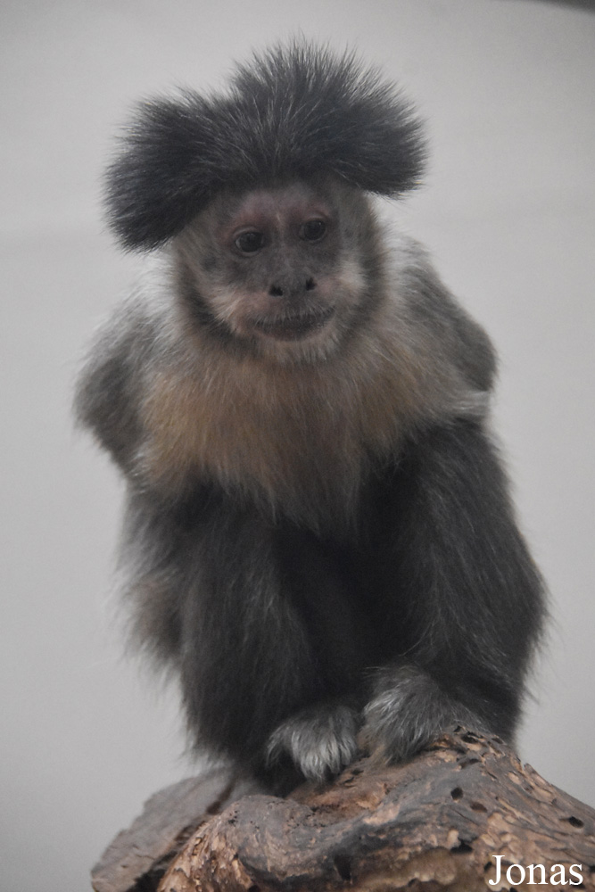 Sapajus sp.