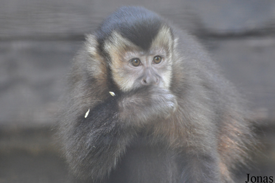 Sapajus sp.