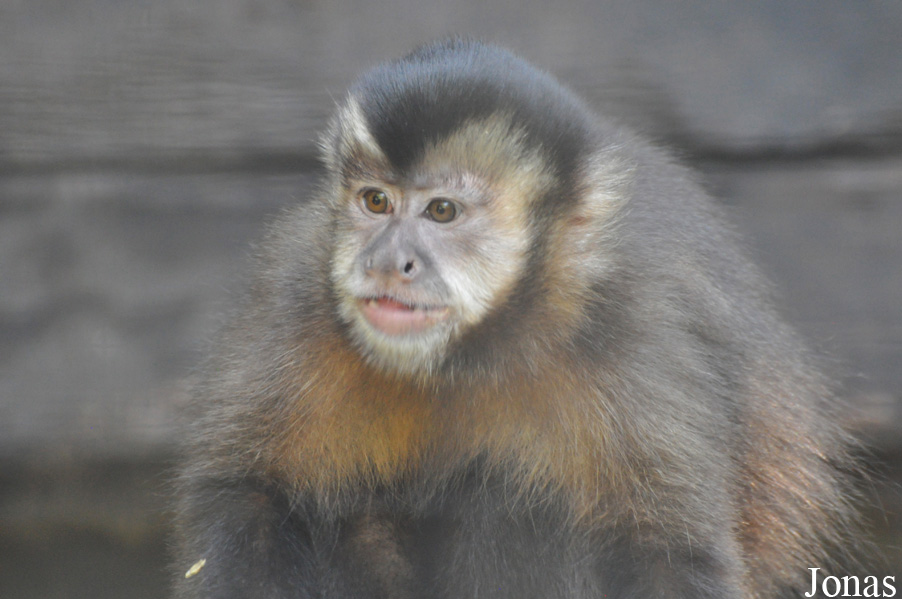 Sapajus sp.