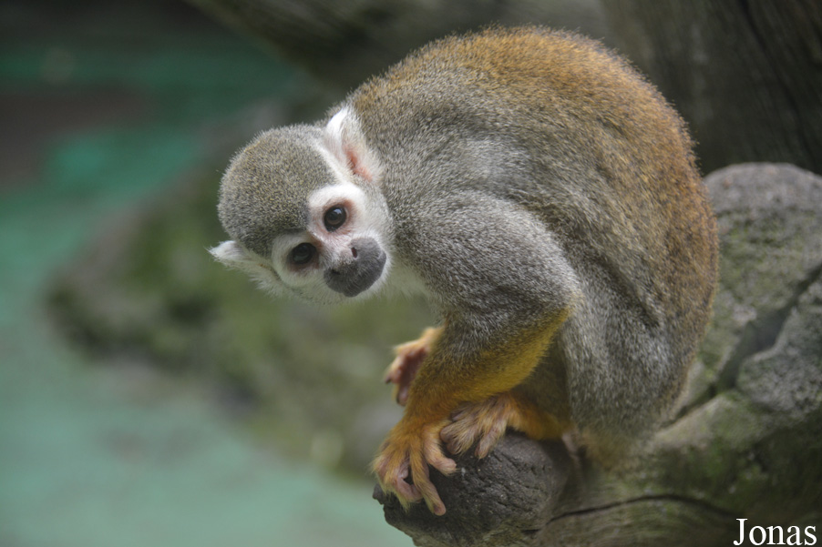 Saimiri sciureus