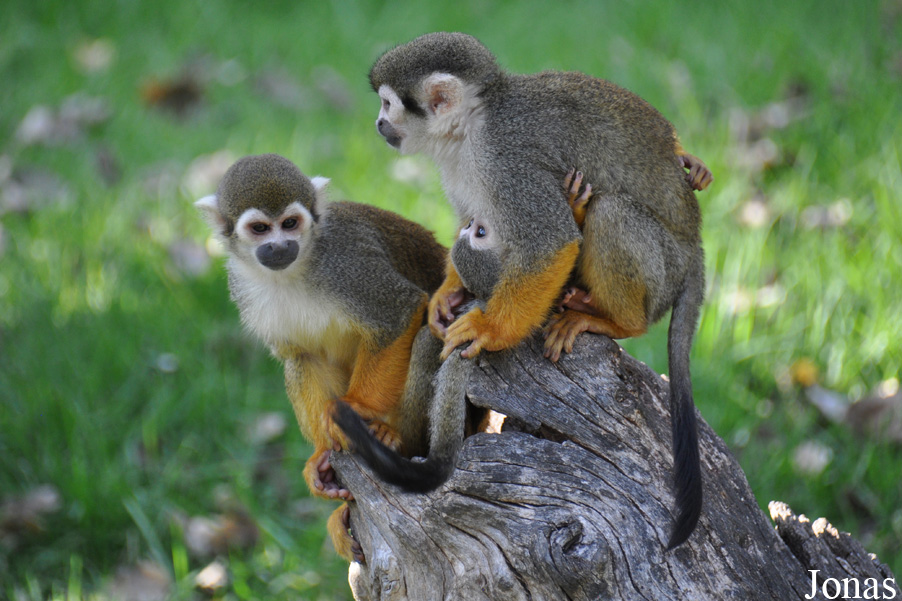 Saimiri sciureus