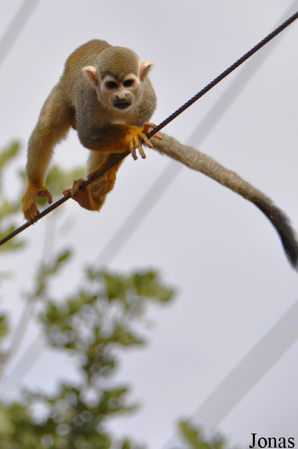 Saimiri sciureus