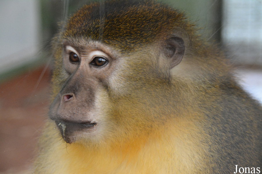 Cercocebus chrysogaster
