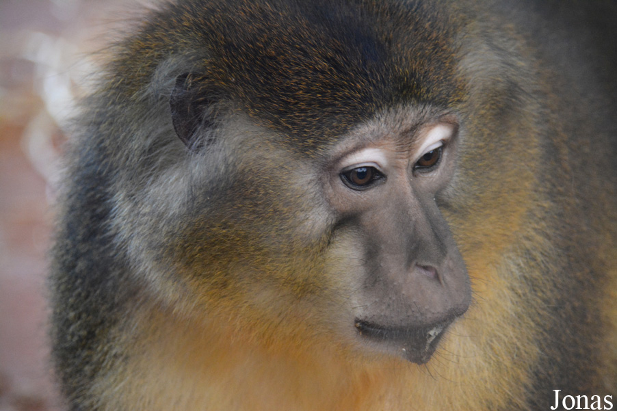 Cercocebus chrysogaster