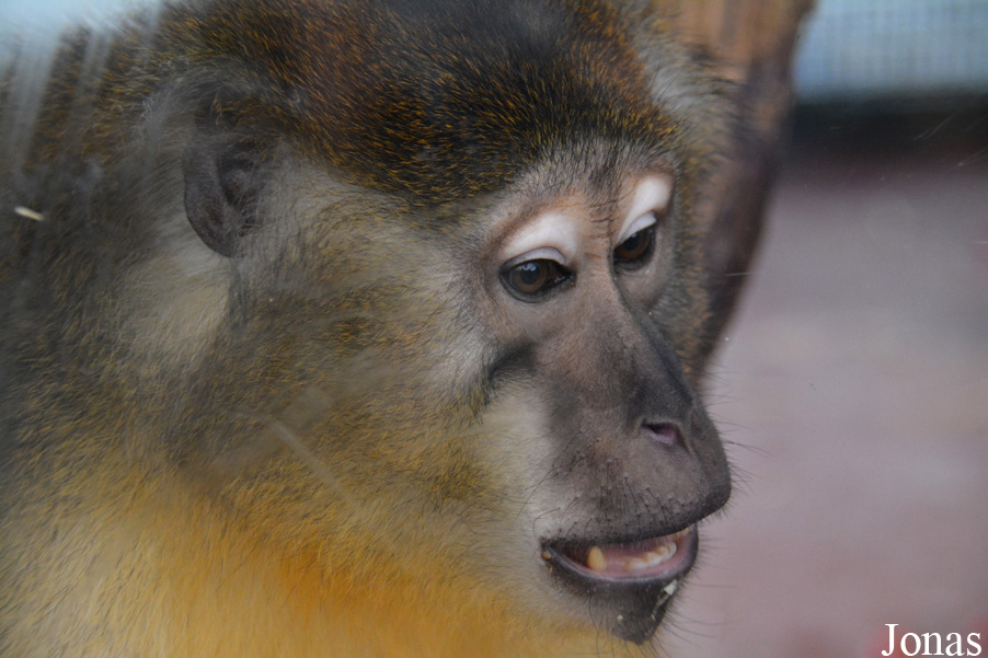 Cercocebus chrysogaster