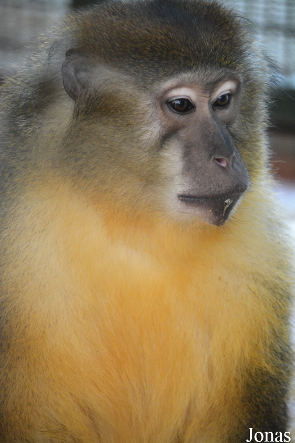 Cercocebus chrysogaster