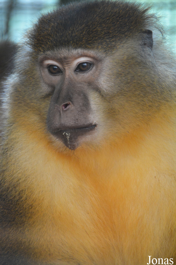 Cercocebus chrysogaster
