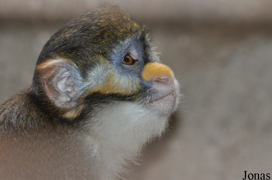 Cercopithecus ascanius whitesidei