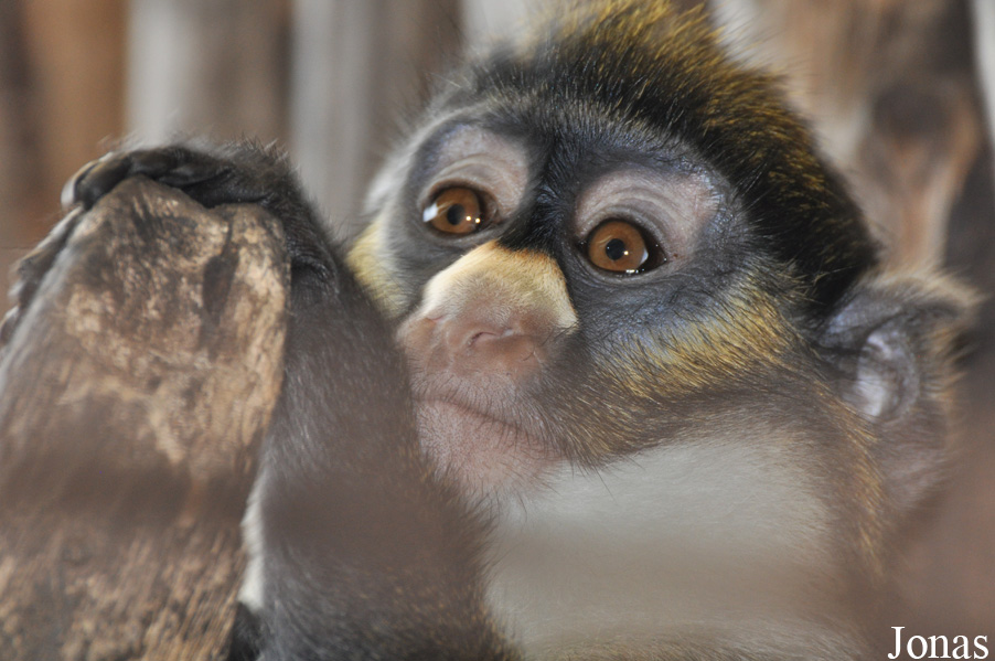Cercopithecus ascanius whitesidei