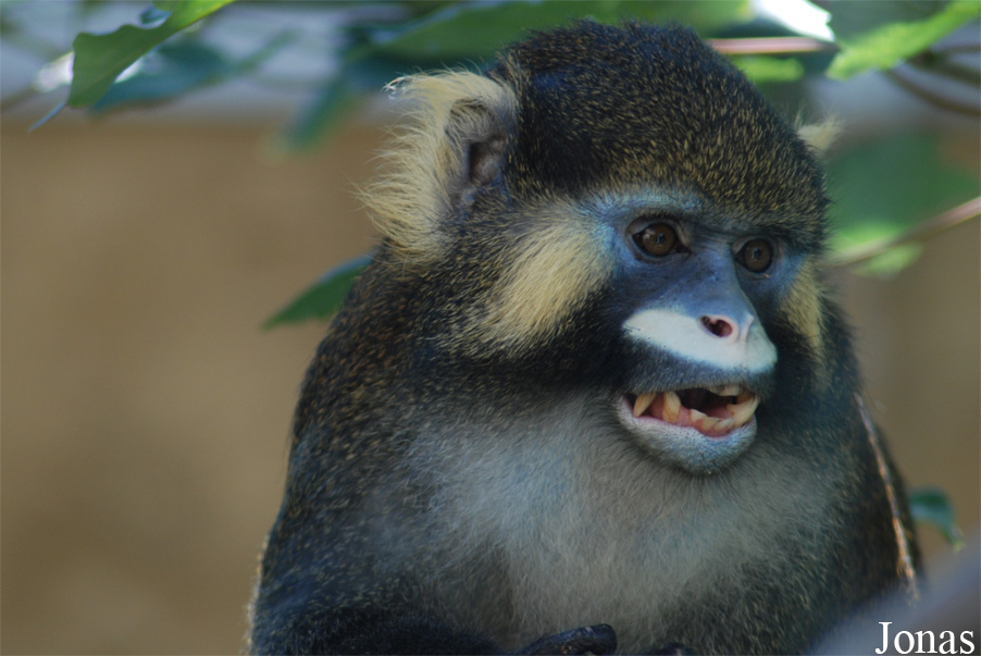 Cercopithecus cephus