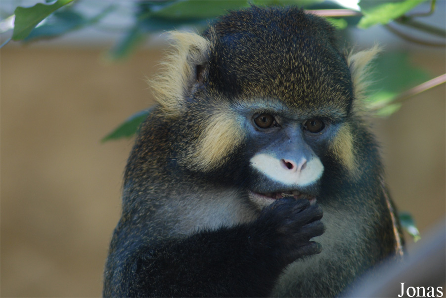 Cercopithecus cephus