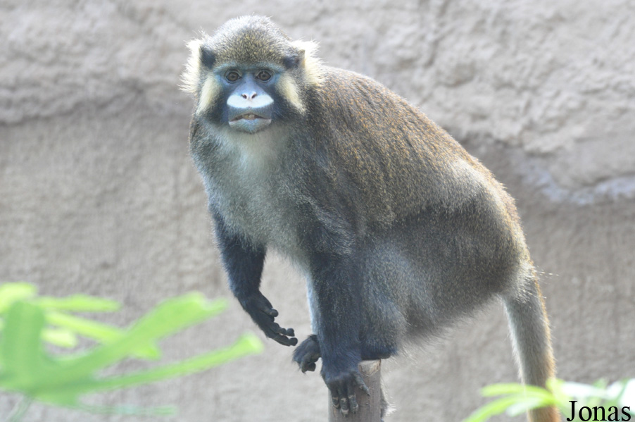 Cercopithecus cephus