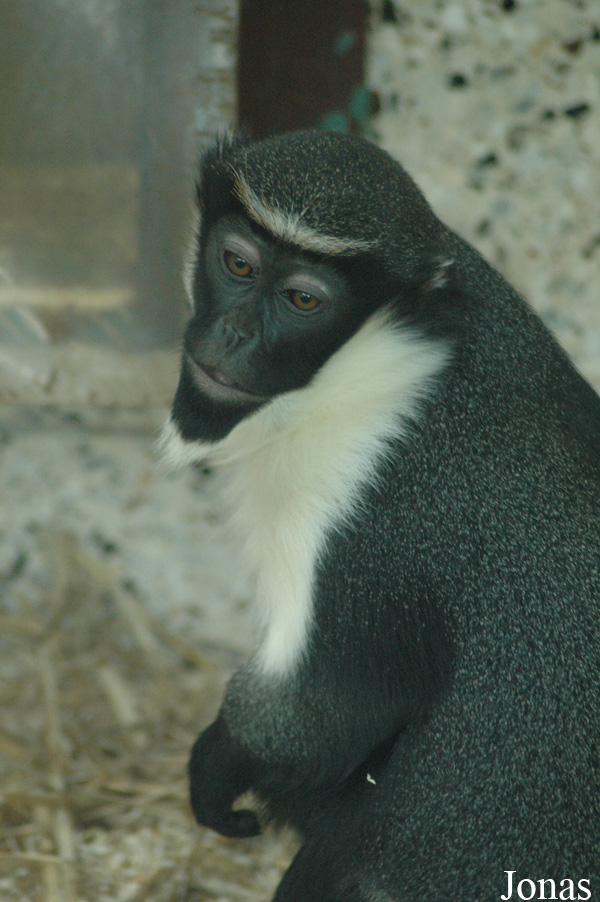 Cercopithecus diana