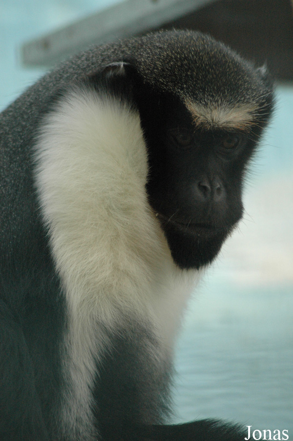 Cercopithecus diana