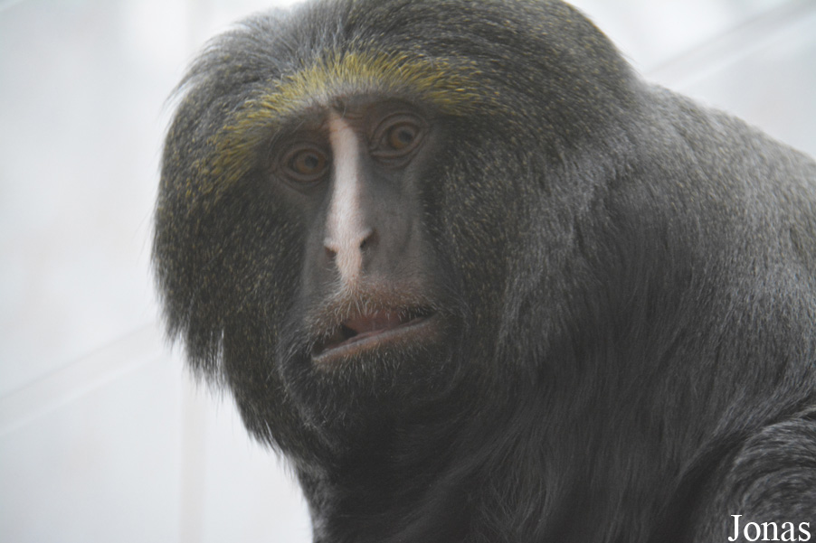 Cercopithecus hamlyni