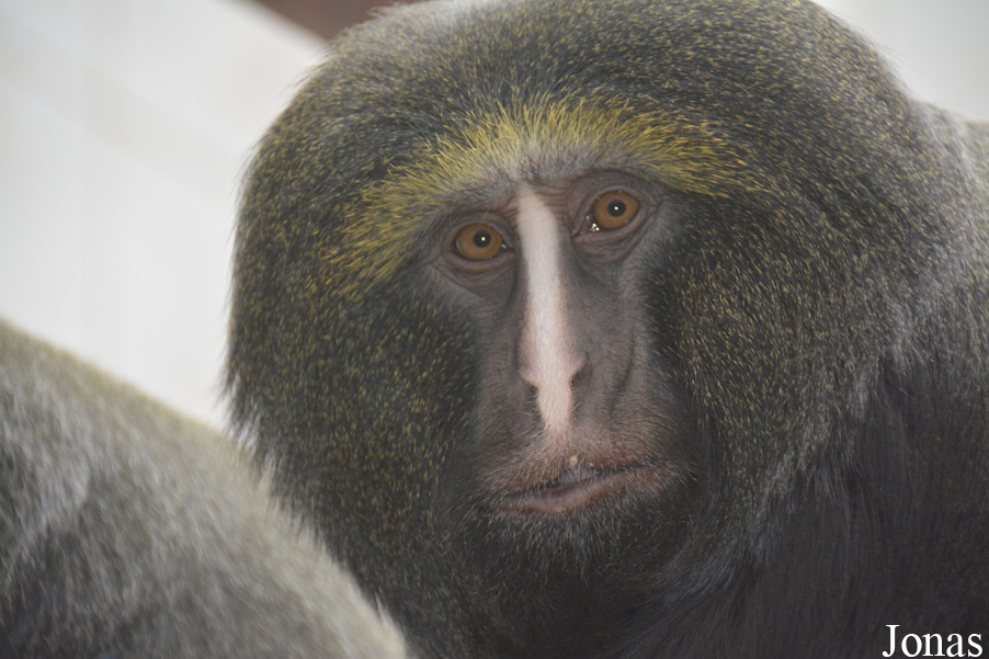 Cercopithecus hamlyni