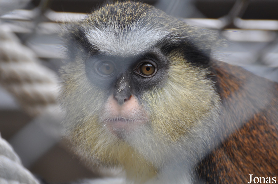 Cercopithecus mona
