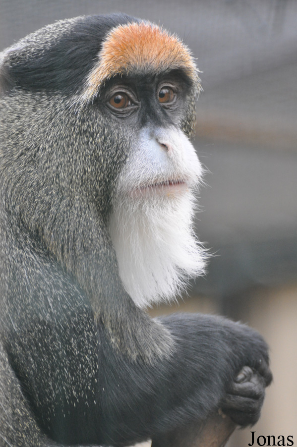 Cercopithecus neglectus