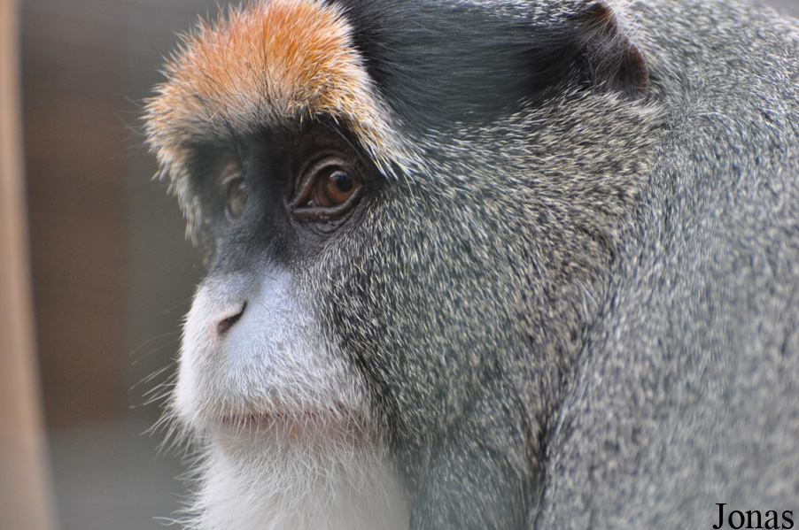 Cercopithecus neglectus
