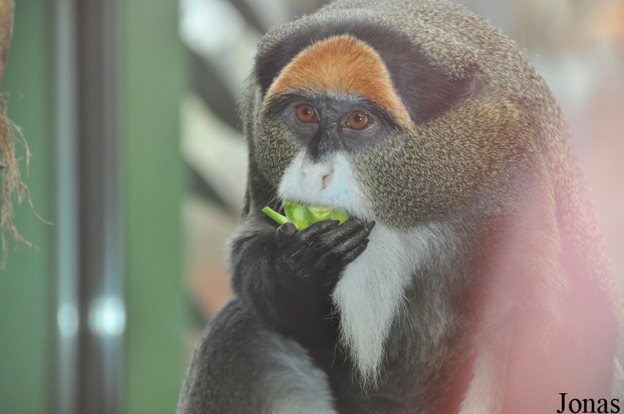 Cercopithecus neglectus