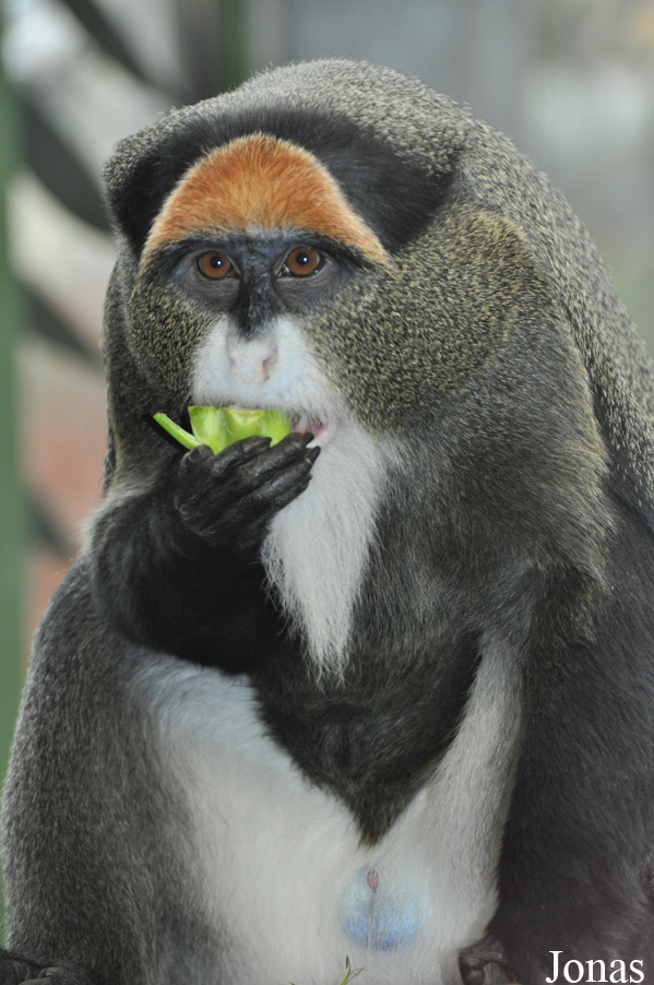 Cercopithecus neglectus