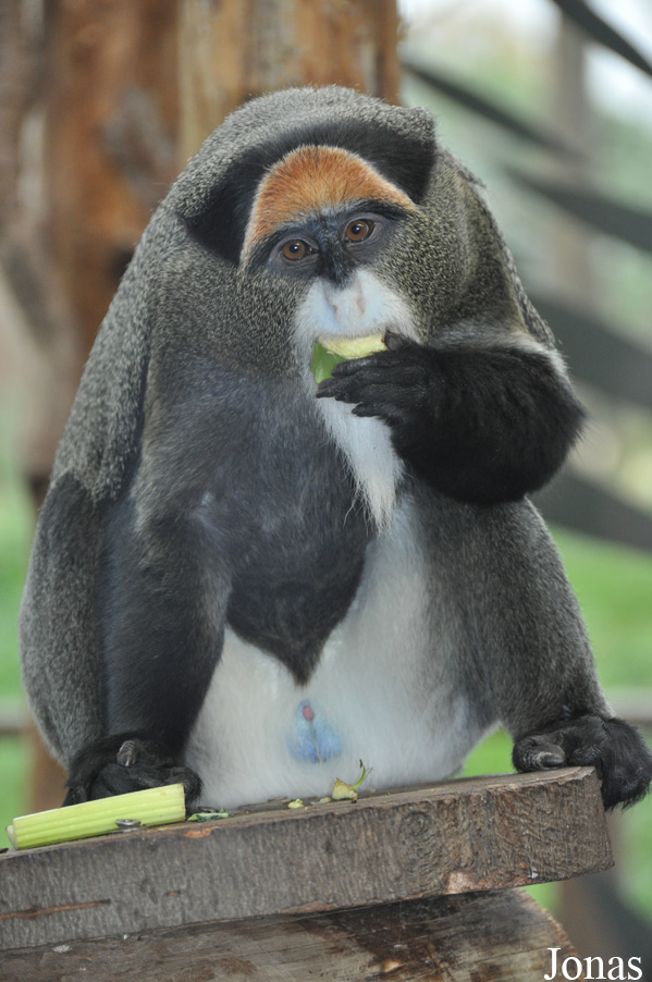 Cercopithecus neglectus