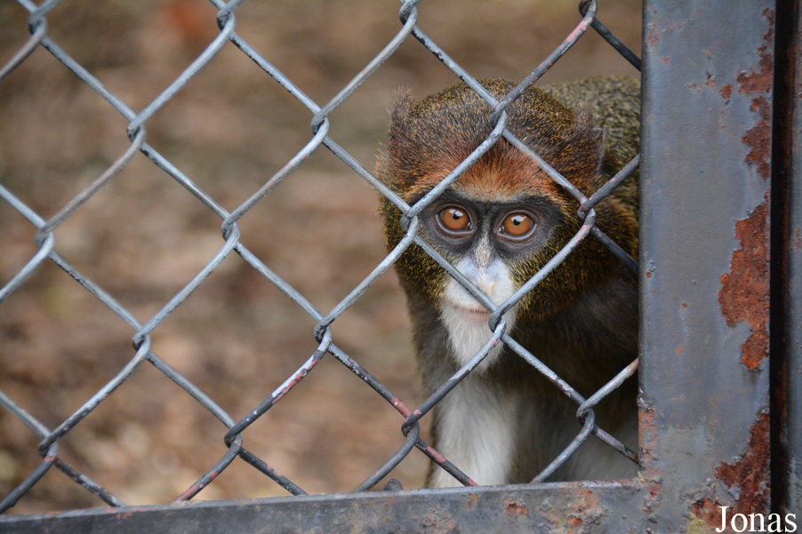 Cercopithecus neglectus