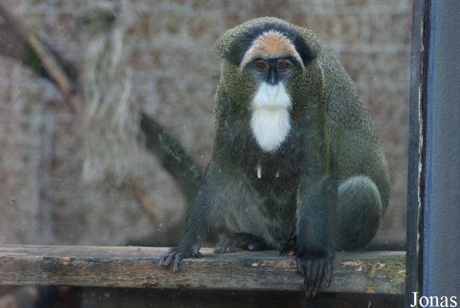 Cercopithecus neglectus