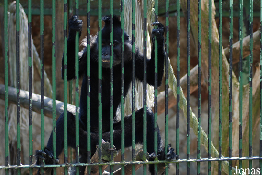 Lophocebus aterrimus