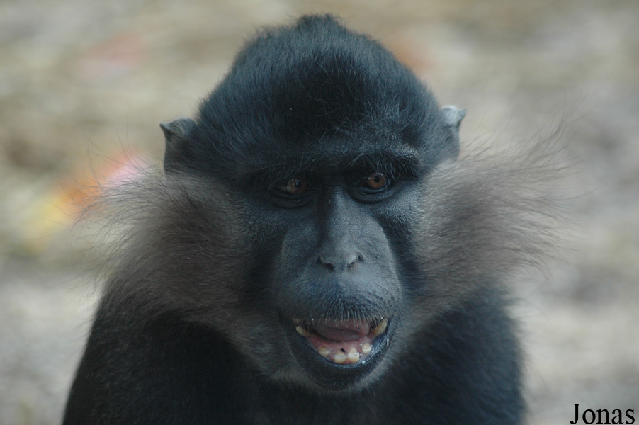 Lophocebus aterrimus